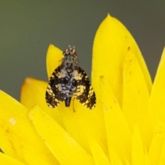 Tephritidae sp. (family) (Unidentified Fruit or Seed fly) at Acton, ACT - 6 Jan 2021 by WHall