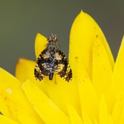 Tephritidae sp. (family) (Unidentified Fruit or Seed fly) at Acton, ACT - 6 Jan 2021 by WHall