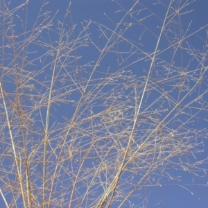 Panicum effusum at Hackett, ACT - 13 Apr 2005