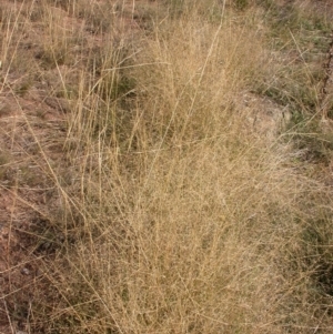 Panicum effusum at Hackett, ACT - 13 Apr 2005