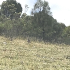 Osphranter robustus robustus (Eastern Wallaroo) at Mount Taylor - 7 Jan 2021 by Tapirlord