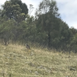 Osphranter robustus robustus at Chifley, ACT - 8 Jan 2021 10:35 AM