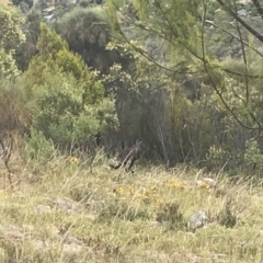 Osphranter robustus robustus at Chifley, ACT - 8 Jan 2021 10:35 AM