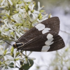 Nyctemera amicus (Senecio Moth, Magpie Moth, Cineraria Moth) at The Pinnacle - 5 Jan 2021 by AlisonMilton