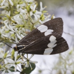 Nyctemera amicus (Senecio Moth, Magpie Moth, Cineraria Moth) at Hawker, ACT - 6 Jan 2021 by AlisonMilton