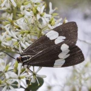 Nyctemera amicus at Hawker, ACT - 6 Jan 2021 09:39 AM