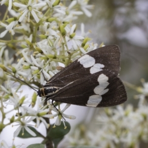 Nyctemera amicus at Hawker, ACT - 6 Jan 2021 09:39 AM