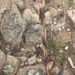 Cymbopogon refractus (Barbed-wire Grass) at Tuggeranong DC, ACT - 8 Jan 2021 by Tapirlord