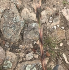 Cymbopogon refractus (Barbed-wire Grass) at Mount Taylor - 7 Jan 2021 by Tapirlord