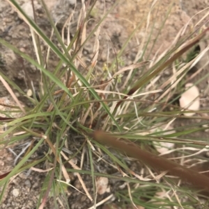 Cymbopogon refractus at Tuggeranong DC, ACT - 8 Jan 2021