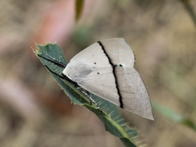 Gastrophora henricaria (Fallen-bark Looper, Beautiful Leaf Moth) at Holt, ACT - 6 Jan 2021 by AlisonMilton