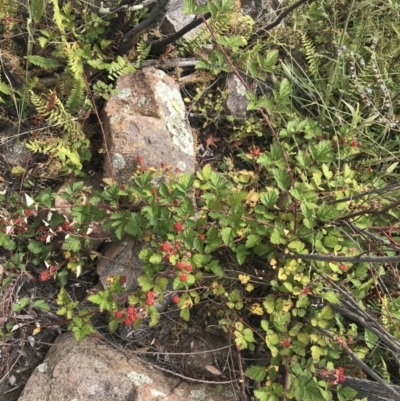 Rubus parvifolius (Native Raspberry) at Chifley, ACT - 8 Jan 2021 by Tapirlord