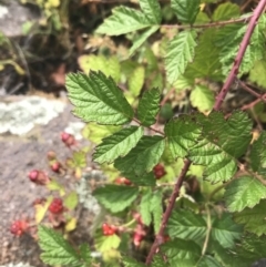 Rubus parvifolius at Chifley, ACT - 8 Jan 2021 10:50 AM