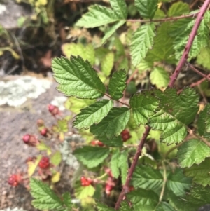 Rubus parvifolius at Chifley, ACT - 8 Jan 2021