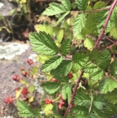 Rubus parvifolius at Chifley, ACT - 8 Jan 2021