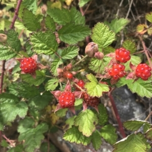 Rubus parvifolius at Chifley, ACT - 8 Jan 2021 10:50 AM