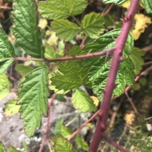 Rubus parvifolius at Chifley, ACT - 8 Jan 2021