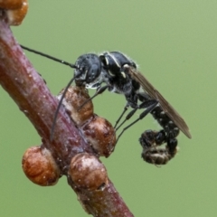 Thynninae (subfamily) (Smooth flower wasp) at QPRC LGA - 1 Jan 2021 by WHall