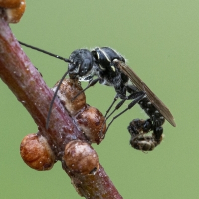 Thynninae (subfamily) (Smooth flower wasp) at Googong, NSW - 1 Jan 2021 by WHall