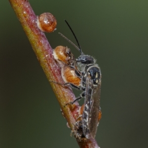 Thynninae (subfamily) at Googong, NSW - 1 Jan 2021