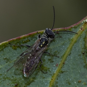 Thynninae (subfamily) at Googong, NSW - 1 Jan 2021 01:00 PM