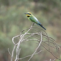 Merops ornatus (Rainbow Bee-eater) at Uriarra Recreation Reserve - 8 Jan 2021 by KShort