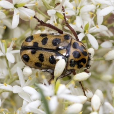 Neorrhina punctatum (Spotted flower chafer) at Hawker, ACT - 6 Jan 2021 by AlisonMilton