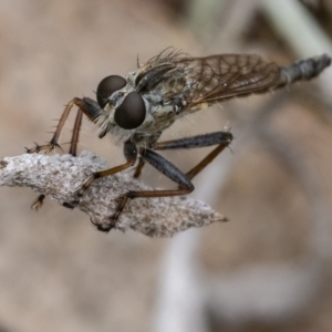 Cerdistus vittipes at Googong, NSW - 1 Jan 2021 01:13 PM