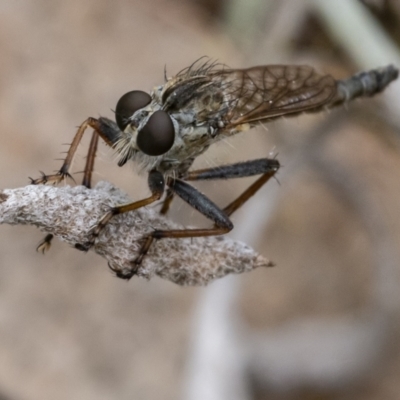 Cerdistus vittipes (Robber fly) at QPRC LGA - 1 Jan 2021 by WHall