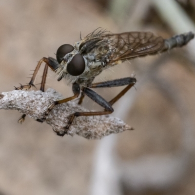 Cerdistus vittipes (Robber fly) at Googong, NSW - 1 Jan 2021 by WHall