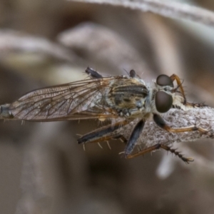 Cerdistus vittipes at Googong, NSW - 1 Jan 2021 01:13 PM