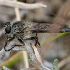 Cerdistus vittipes at Googong, NSW - 1 Jan 2021 01:13 PM