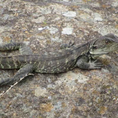 Intellagama lesueurii howittii (Gippsland Water Dragon) at Stromlo, ACT - 8 Jan 2021 by KShort