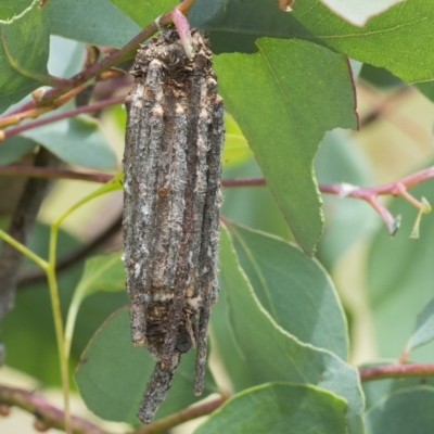 Clania (genus) (A case moth) at Googong, NSW - 1 Jan 2021 by WHall