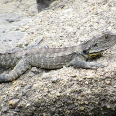 Intellagama lesueurii howittii (Gippsland Water Dragon) at Stromlo, ACT - 8 Jan 2021 by KShort