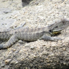 Intellagama lesueurii howittii (Gippsland Water Dragon) at Molonglo River Reserve - 8 Jan 2021 by KShort