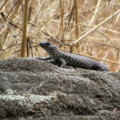 Egernia cunninghami (Cunningham's Skink) at Stromlo, ACT - 8 Jan 2021 by KShort