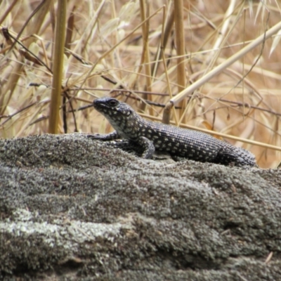 Egernia cunninghami (Cunningham's Skink) at Lower Molonglo - 8 Jan 2021 by KShort