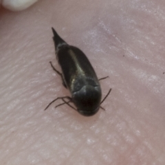 Mordellidae (family) (Unidentified pintail or tumbling flower beetle) at Hawker, ACT - 5 Jan 2021 by AlisonMilton