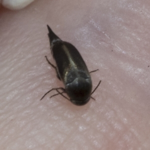 Mordellidae (family) at Hawker, ACT - 6 Jan 2021 09:35 AM