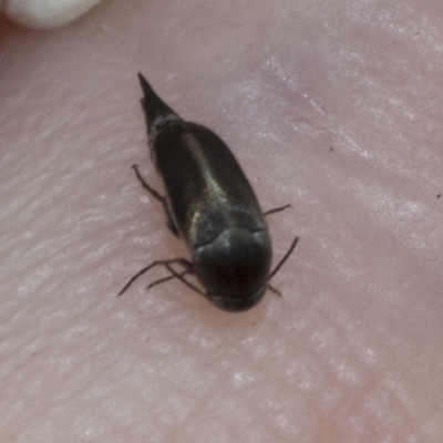 Mordellidae (family) (Unidentified pintail or tumbling flower beetle) at Hawker, ACT - 6 Jan 2021 by AlisonMilton