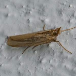 Faveria tritalis at Googong, NSW - 1 Jan 2021