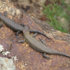 Egernia cunninghami at Holt, ACT - 8 Jan 2021 12:57 PM