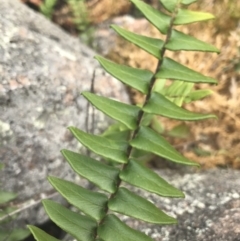 Pellaea calidirupium (Hot Rock Fern) at Mount Taylor - 7 Jan 2021 by Tapirlord