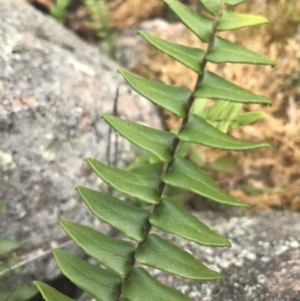 Pellaea calidirupium at Tuggeranong DC, ACT - 8 Jan 2021 10:52 AM