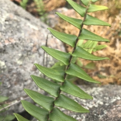 Pellaea calidirupium (Hot Rock Fern) at Tuggeranong DC, ACT - 7 Jan 2021 by Tapirlord