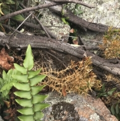 Pellaea calidirupium at Tuggeranong DC, ACT - 8 Jan 2021 10:52 AM