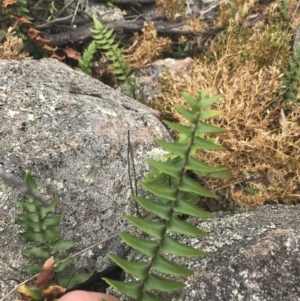 Pellaea calidirupium at Tuggeranong DC, ACT - 8 Jan 2021 10:52 AM