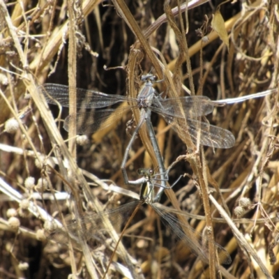 Austroargiolestes icteromelas (Common Flatwing) at Woodstock Nature Reserve - 8 Jan 2021 by KShort