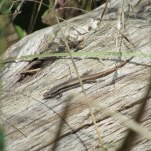 Morethia boulengeri at Stromlo, ACT - 8 Jan 2021 11:42 AM